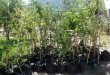 El Teniente entrega 100 árboles a vecinos de Coya El Teniente entrega 100 árboles a vecinos de Coya
