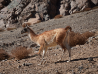 Salar de Pedernales Características Generales